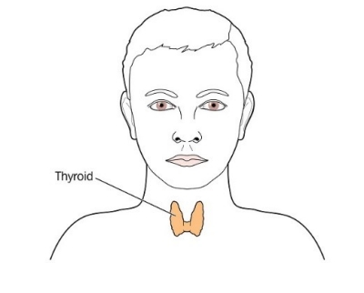 thyroid hormones diagram